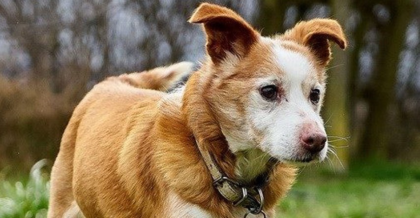 FOTO Ovaj pas je čitav život proveo u skloništu Noine Arke i vrijeme mu je da osjeti ljubav i obitelj